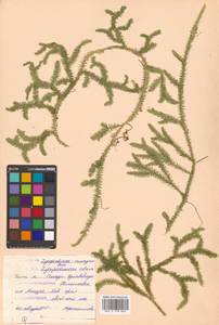 Lycopodium clavatum L., Siberia, Russian Far East (S6) (Russia)