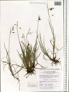 Carex magellanica subsp. irrigua (Wahlenb.) Hiitonen, Eastern Europe, Northern region (E1) (Russia)