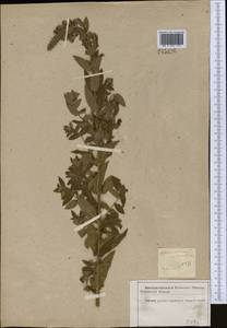 Lythrum salicaria L., Middle Asia, Kopet Dag, Badkhyz, Small & Great Balkhan (M1) (Turkmenistan)