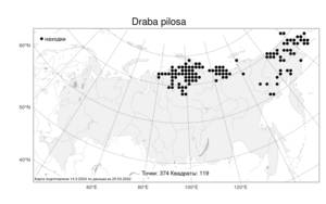 Draba pilosa Adams ex DC., Atlas of the Russian Flora (FLORUS) (Russia)