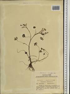 Ranunculus sceleratus L., Siberia, Western Siberia (S1) (Russia)