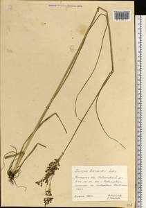 Juncus gerardii Loisel., Eastern Europe, South Ukrainian region (E12) (Ukraine)