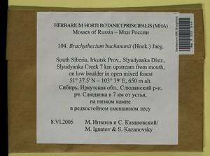 Brachythecium buchananii (Hook.) A. Jaeger, Bryophytes, Bryophytes - Baikal & Transbaikal regions (B18) (Russia)