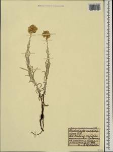 Cladochaeta candissima (M. Bieb.) DC., Caucasus, Stavropol Krai, Karachay-Cherkessia & Kabardino-Balkaria (K1b) (Russia)