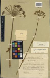 Angelica tschimganica (Korovin) Tikhom., Middle Asia, Western Tian Shan & Karatau (M3) (Uzbekistan)