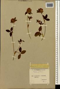 Trifolium pratense L., Caucasus, Georgia (K4) (Georgia)
