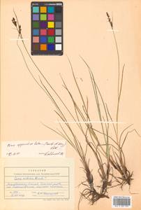 Carex appendiculata (Trautv. & C.A.Mey.) Kük., Siberia, Chukotka & Kamchatka (S7) (Russia)