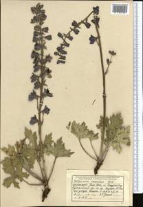 Delphinium oreophilum Huth, Middle Asia, Northern & Central Tian Shan (M4) (Kyrgyzstan)