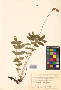 Poterium tenuifolium (Fisch. ex Link) Franch. & Sav., Siberia, Russian Far East (S6) (Russia)