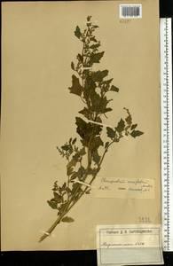 Chenopodium acerifolium Andrz., Eastern Europe, Moscow region (E4a) (Russia)