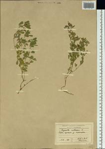 Medicago ruthenica (L.)Ledeb., Siberia, Baikal & Transbaikal region (S4) (Russia)