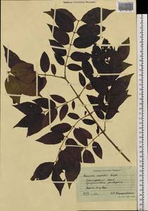 Lonicera maackii (Rupr.) Maxim., Siberia, Russian Far East (S6) (Russia)