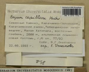 Rosulabryum capillare (Hedw.) J.R. Spence, Bryophytes, Bryophytes - North Caucasus & Ciscaucasia (B12) (Russia)