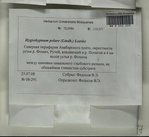 Hygrohypnella polaris (Lindb.) Ignatov & Ignatova, Bryophytes, Bryophytes - Krasnoyarsk Krai, Tyva & Khakassia (B17) (Russia)