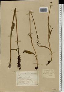 Neotinea ustulata (L.) R.M.Bateman, Pridgeon & M.W.Chase, Eastern Europe, Middle Volga region (E8) (Russia)