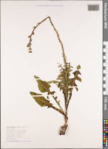 Lactuca tuberosa Jacq., Caucasus, Krasnodar Krai & Adygea (K1a) (Russia)
