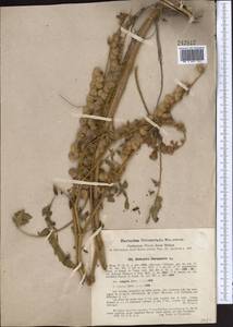 Onobrychis chorassanica Boiss., Middle Asia, Western Tian Shan & Karatau (M3) (Uzbekistan)