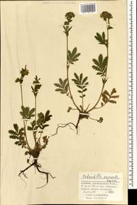 Potentilla tanacetifolia Willd. ex D. F. K. Schltdl., Mongolia (MONG) (Mongolia)