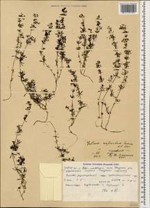 Galium anfractum Sommier & Levier, Caucasus, North Ossetia, Ingushetia & Chechnya (K1c) (Russia)