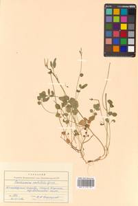 Cardamine umbellata Greene, Siberia, Chukotka & Kamchatka (S7) (Russia)