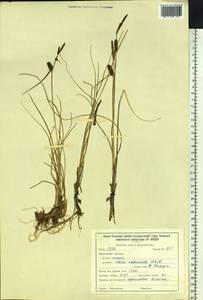 Carex rotundata Wahlenb., Siberia, Baikal & Transbaikal region (S4) (Russia)