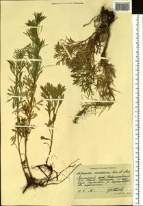 Artemisia mandschurica (Kom.) Kom., Siberia, Russian Far East (S6) (Russia)