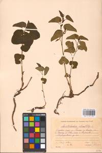 Aristolochia clematitis L., Eastern Europe, Moscow region (E4a) (Russia)