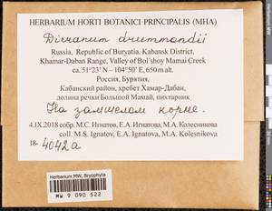 Dicranum drummondii Müll. Hal., Bryophytes, Bryophytes - Baikal & Transbaikal regions (B18) (Russia)