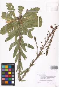 MHA 0 158 826, Verbascum blattaria L., Eastern Europe, Central forest-and-steppe region (E6) (Russia)