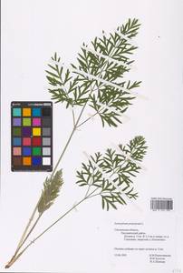 Silphiodaucus prutenicus subsp. prutenicus, Eastern Europe, Western region (E3) (Russia)