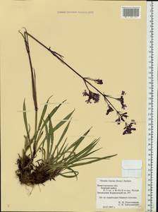 Viscaria vulgaris Röhl., Eastern Europe, Volga-Kama region (E7) (Russia)