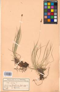 Carex montana L., Eastern Europe, Moscow region (E4a) (Russia)