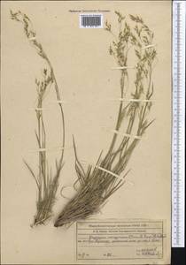 Piptatherum songaricum (Trin. & Rupr.) Roshev., Middle Asia, Western Tian Shan & Karatau (M3) (Kazakhstan)