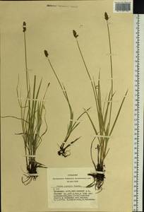 Carex curaica Kunth, Siberia, Altai & Sayany Mountains (S2) (Russia)