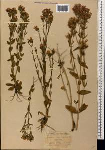 Centaurium erythraea Rafn, Caucasus, Krasnodar Krai & Adygea (K1a) (Russia)