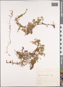 Thymus baicalensis Serg., Siberia, Altai & Sayany Mountains (S2) (Russia)