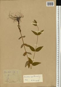 Epilobium montanum L., Eastern Europe, Moscow region (E4a) (Russia)