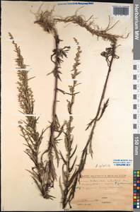 Artemisia sylvatica Maxim., Siberia, Russian Far East (S6) (Russia)