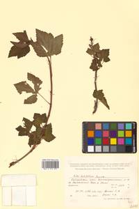 Ribes latifolium Jancz., Siberia, Russian Far East (S6) (Russia)