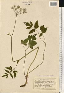 Laserpitium krapfii subsp. krapfii, Eastern Europe, West Ukrainian region (E13) (Ukraine)