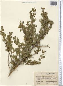 Lonicera microphylla Willd. ex Roem. & Schult., Middle Asia, Muyunkumy, Balkhash & Betpak-Dala (M9) (Kazakhstan)
