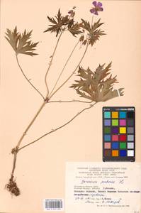 Geranium pratense L., Eastern Europe, Moscow region (E4a) (Russia)