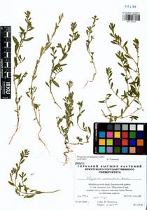 Polygonum arenastrum subsp. arenastrum, Siberia, Baikal & Transbaikal region (S4) (Russia)
