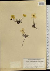 Oreomecon pulvinata subsp. pulvinata, Siberia, Central Siberia (S3) (Russia)