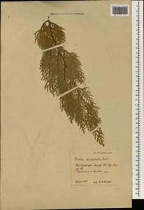 Platycladus orientalis (L.) Franco, Eastern Europe, Central forest-and-steppe region (E6) (Russia)