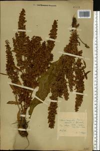 Rumex, Eastern Europe, Central forest region (E5) (Russia)