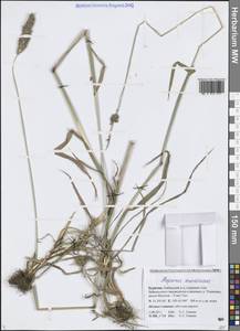 Alopecurus arundinaceus Poir., Siberia, Baikal & Transbaikal region (S4) (Russia)