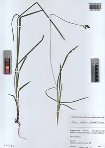 KUZ 003 185, Carex orbicularis Boott, Siberia, Altai & Sayany Mountains (S2) (Russia)
