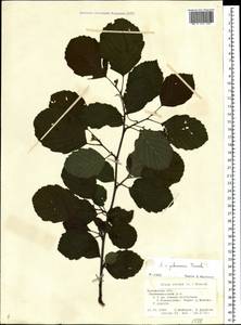 Alnus pubescens Tausch, Eastern Europe, Central region (E4) (Russia)
