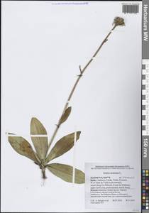 Arnica montana L., Western Europe (EUR) (Spain)